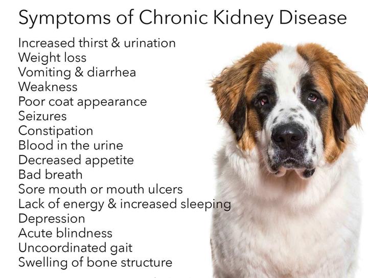 Chonic Kidney Disease in Cats and Dogs